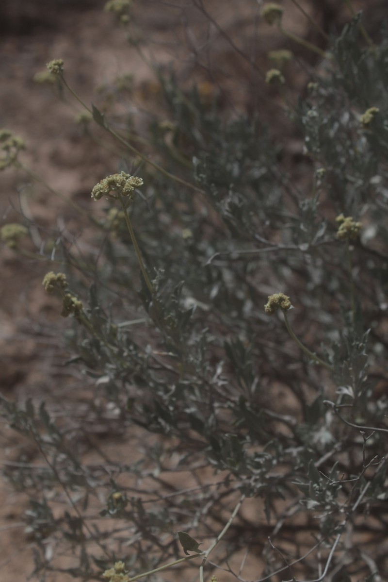 Guayule photo 5