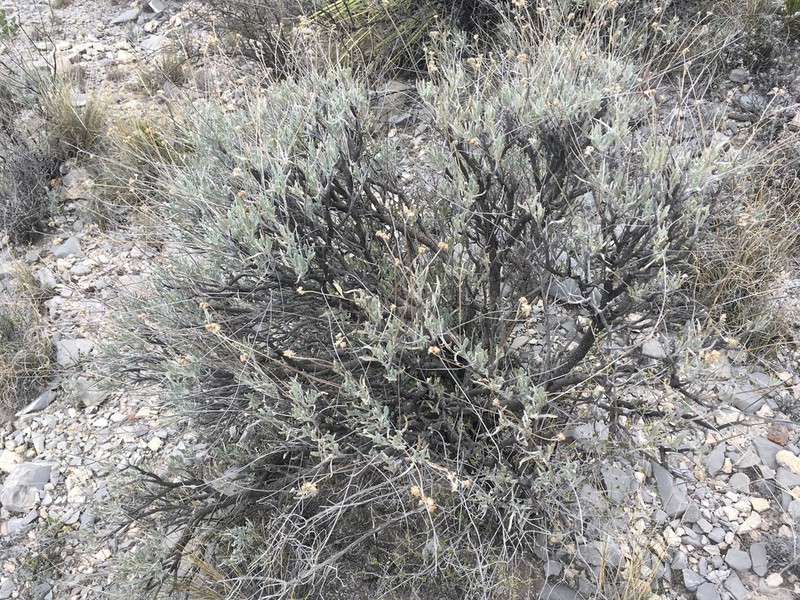 Guayule photo 6