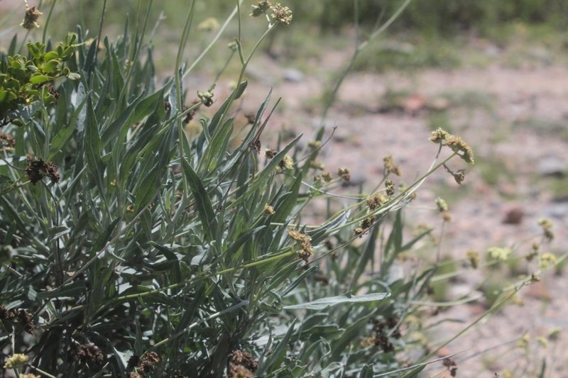 Guayule photo 7