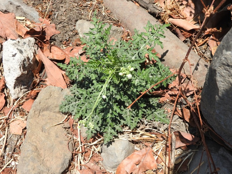 Parthenium bipinnatifidum