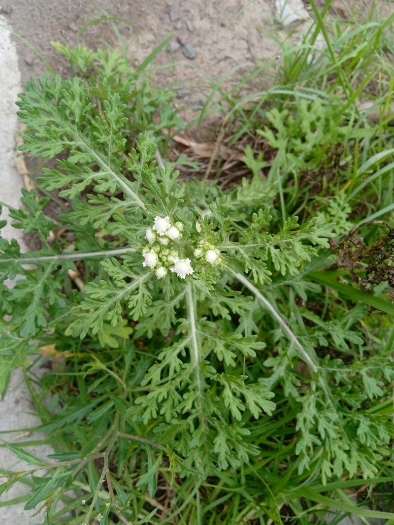 Parthenium bipinnatifidum photo 2