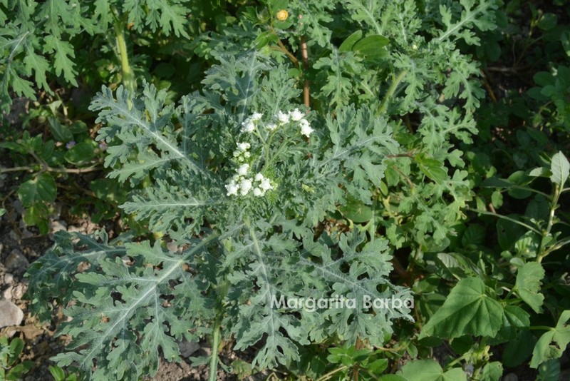 Parthenium bipinnatifidum photo 3