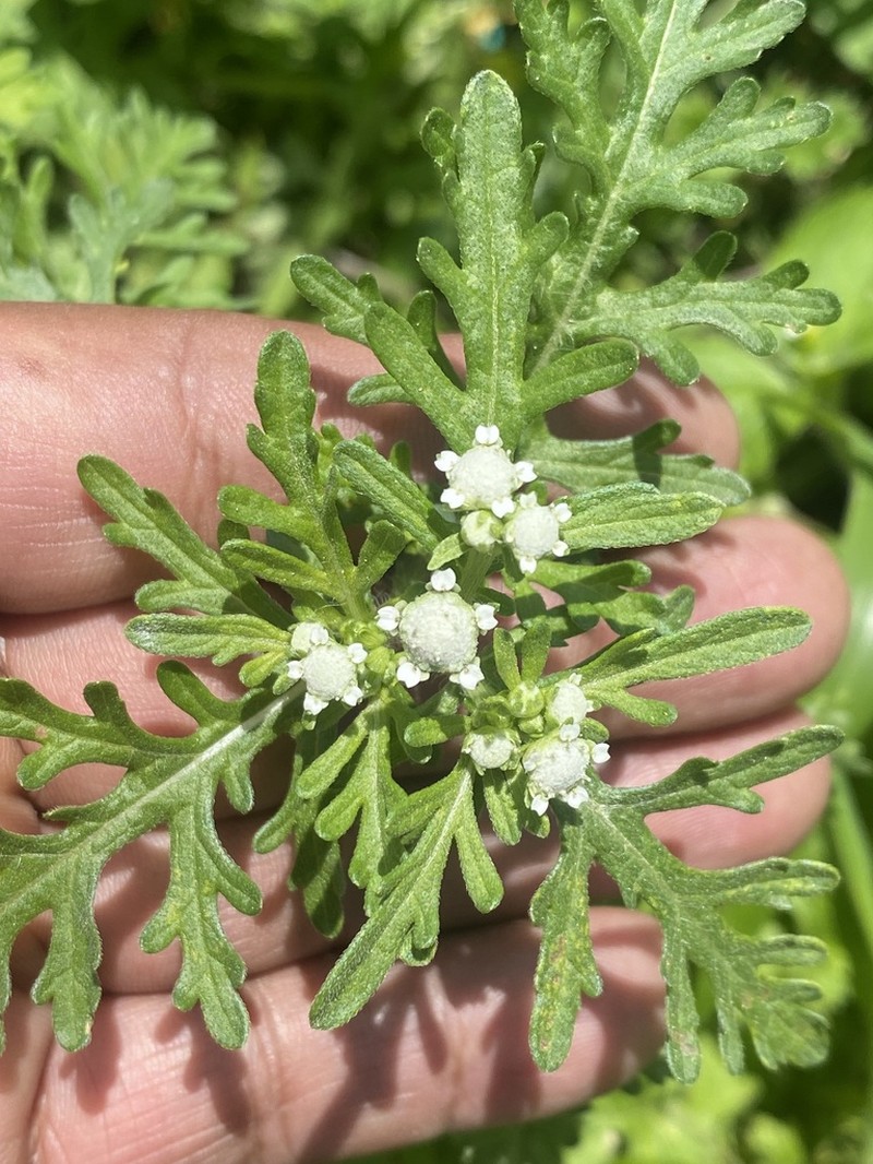 Parthenium bipinnatifidum photo 4