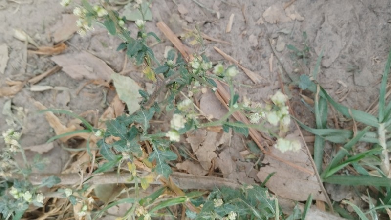 Parthenium bipinnatifidum photo 5