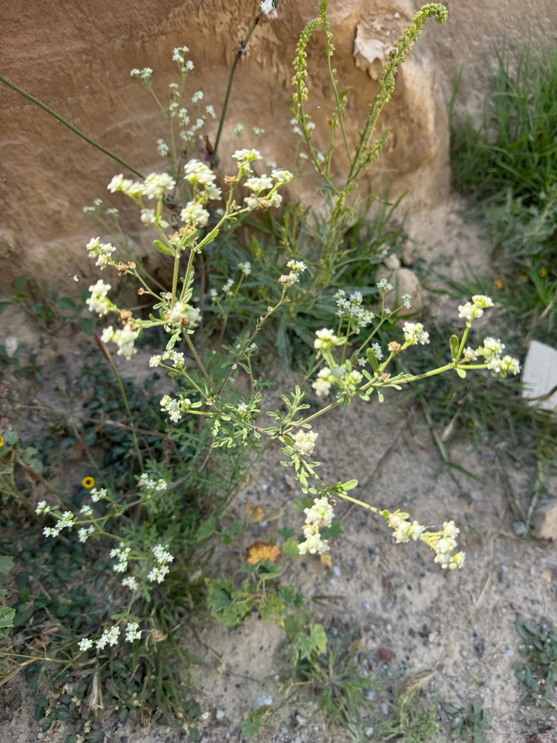 Parthenium bipinnatifidum photo 6