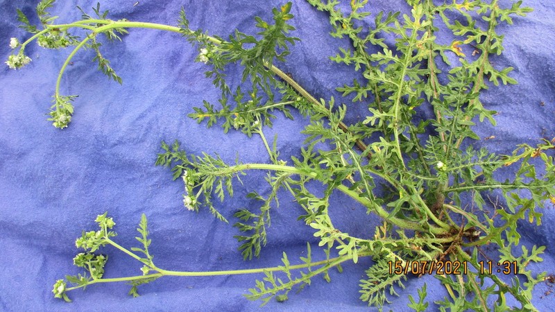 Parthenium bipinnatifidum photo 7