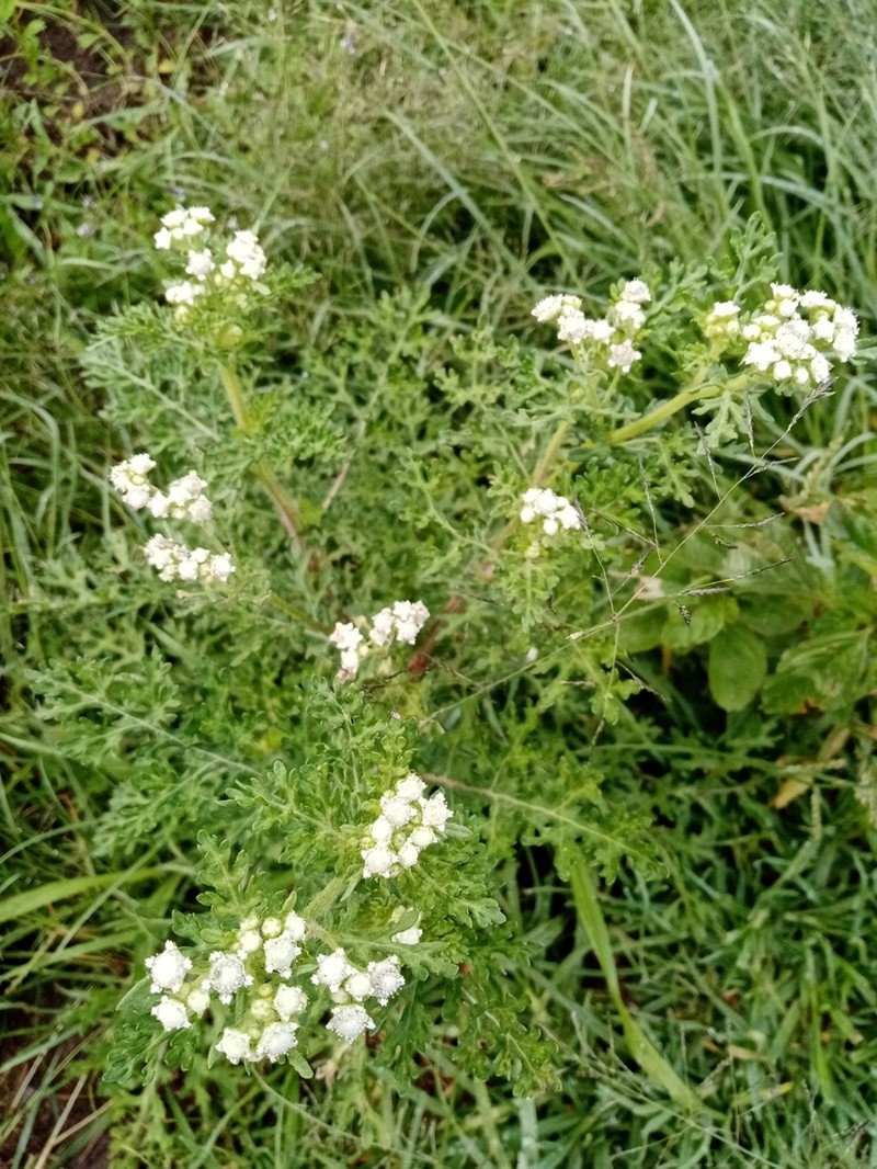 Parthenium bipinnatifidum photo 8
