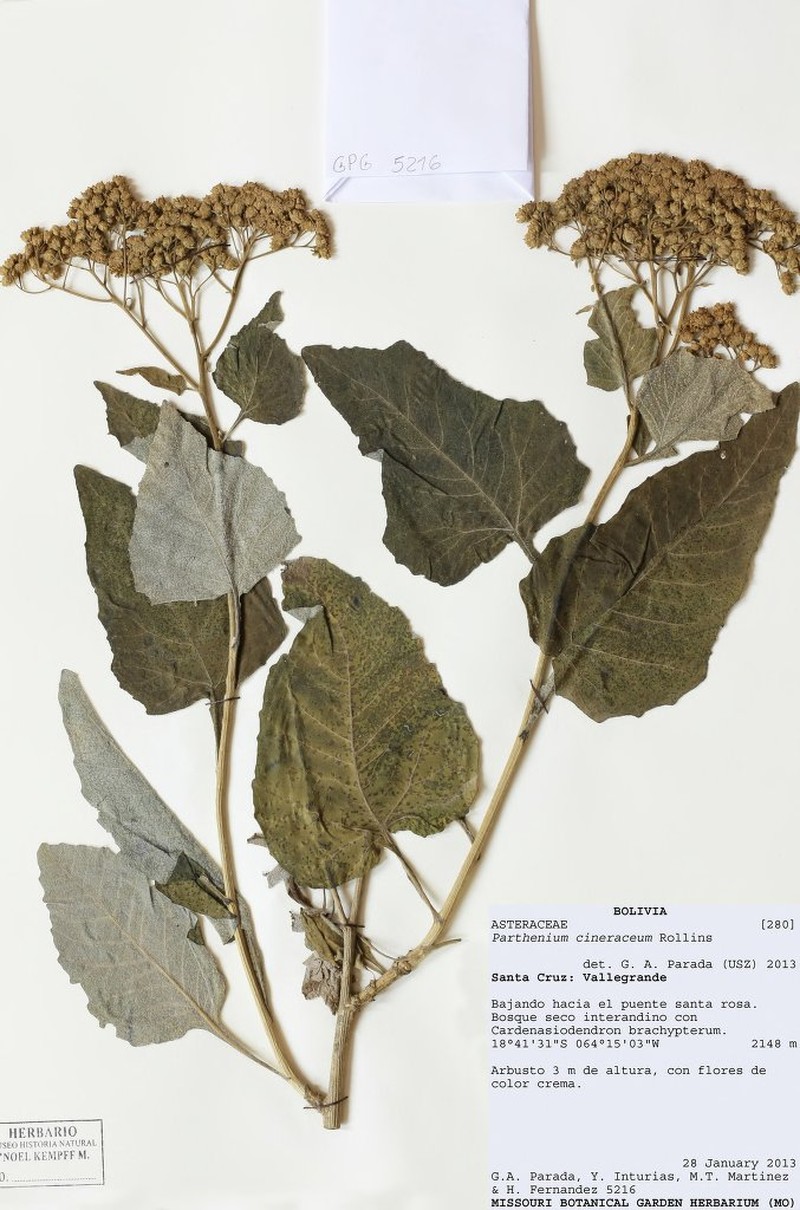 Parthenium cineraceum