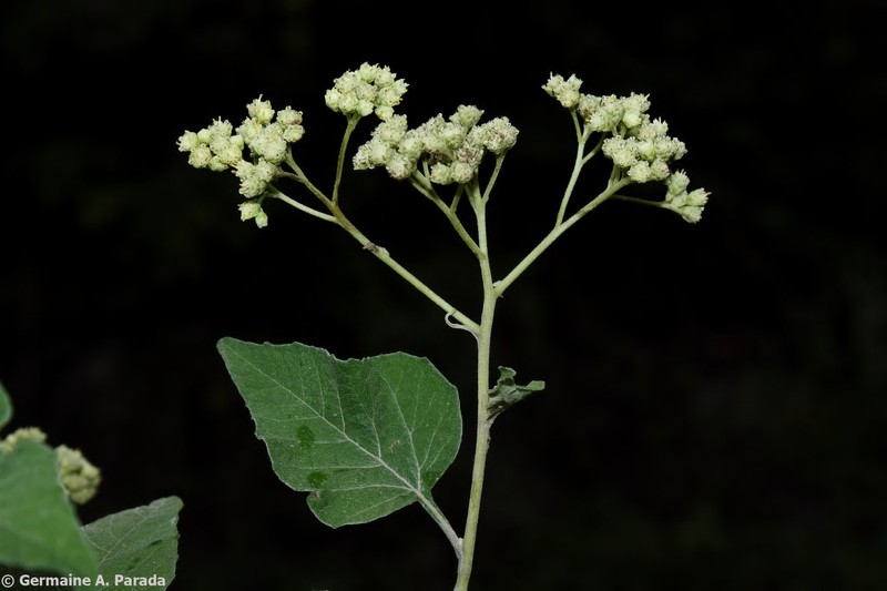Parthenium cineraceum photo 2