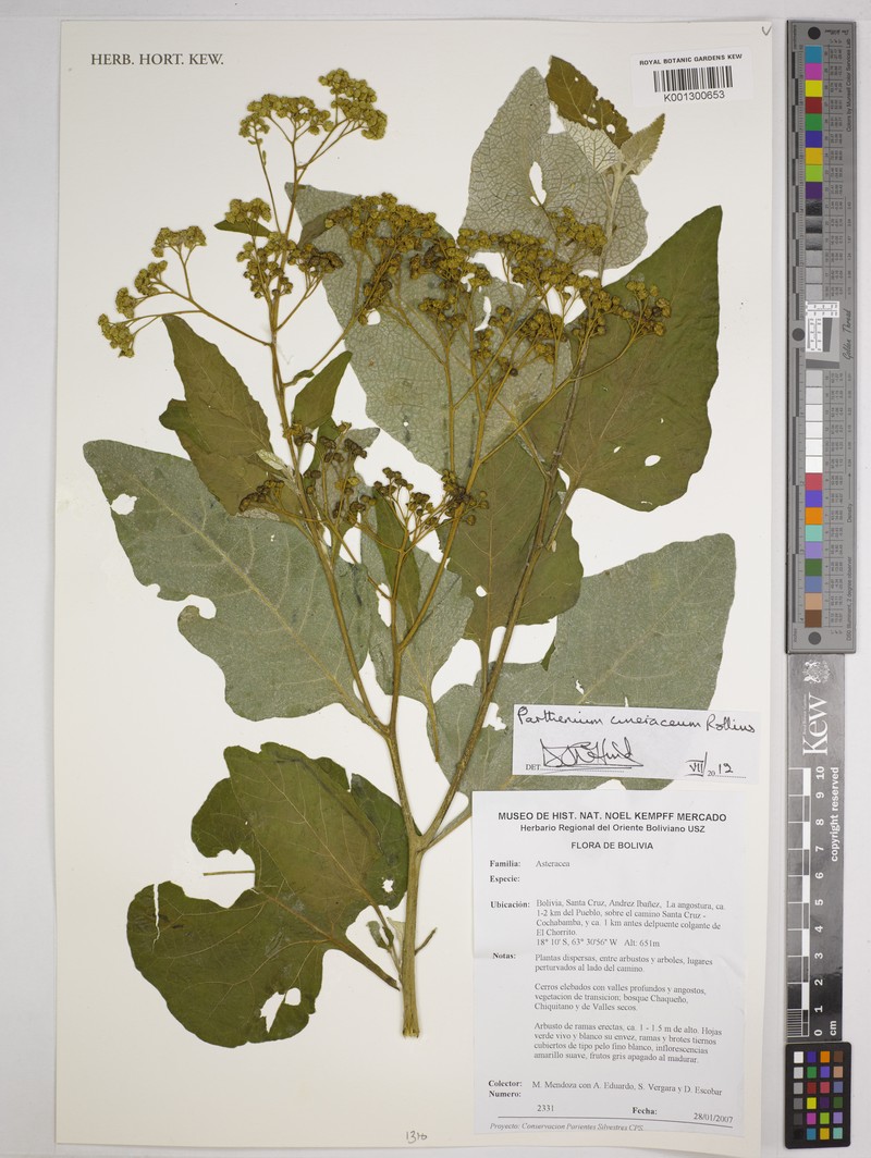 Parthenium cineraceum photo 3