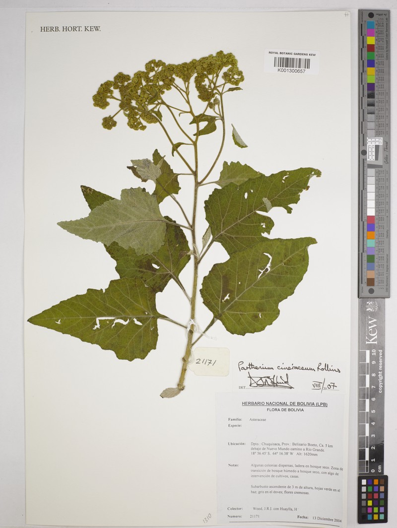 Parthenium cineraceum photo 4