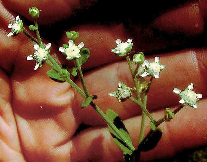 Gray's Feverfew