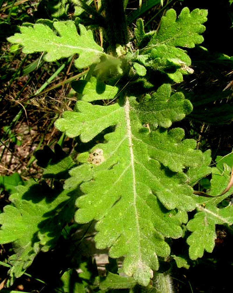Gray's Feverfew photo 2