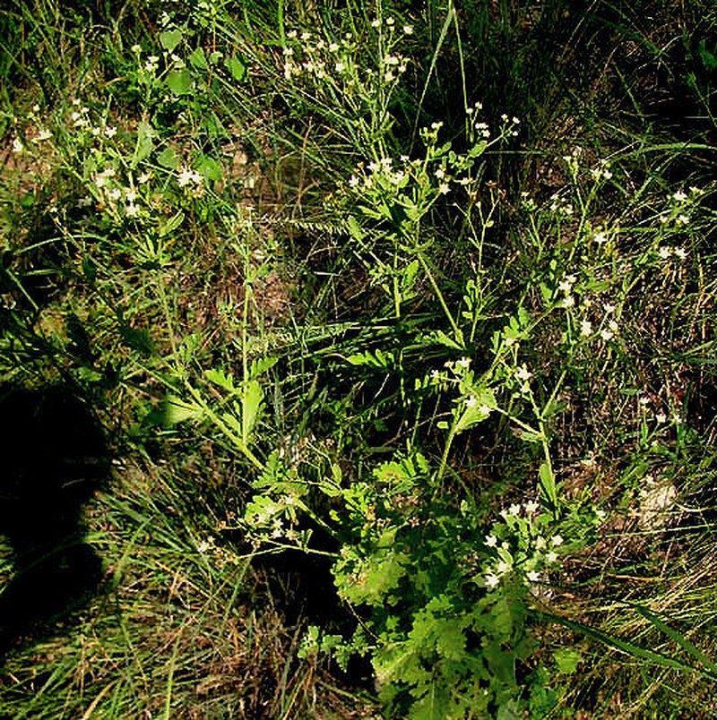 Gray's Feverfew photo 3