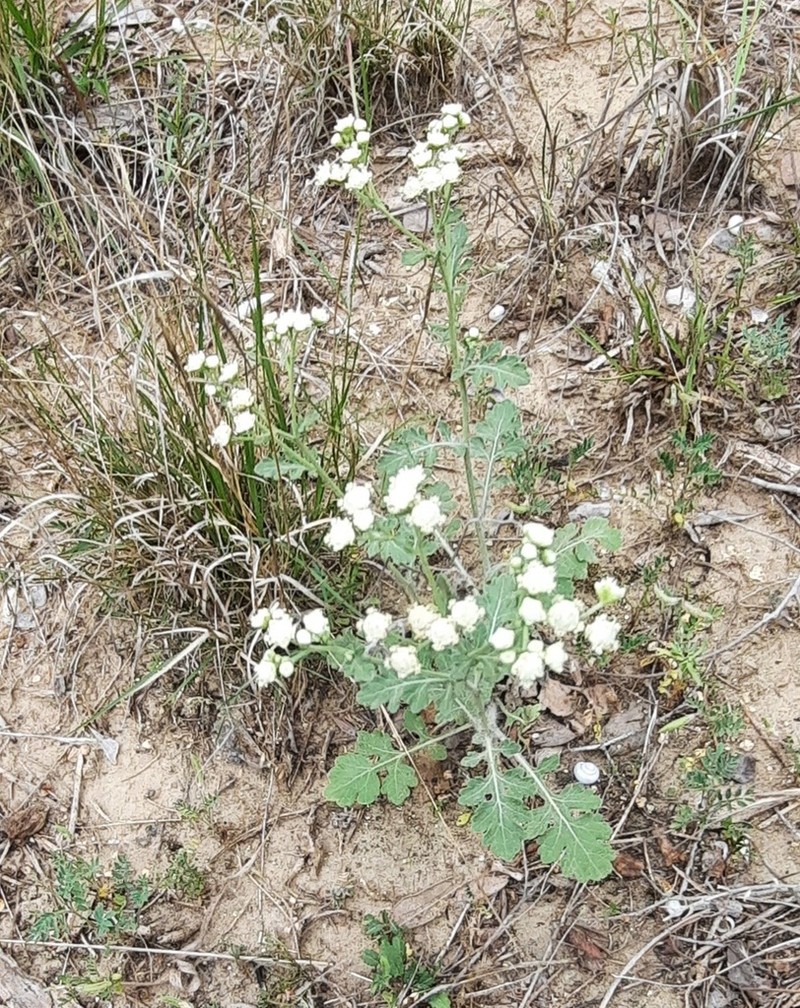 Gray's Feverfew photo 4