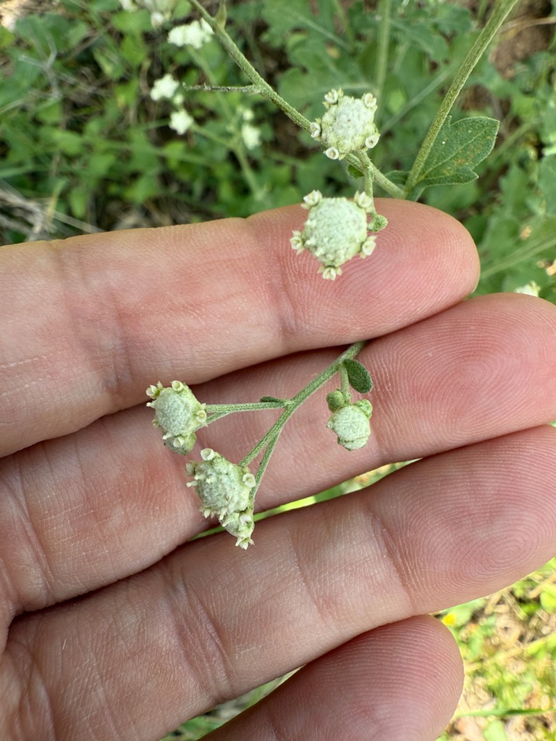 Gray's Feverfew photo 5