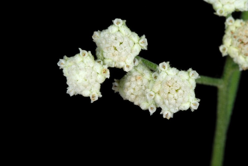 Gray's Feverfew photo 6