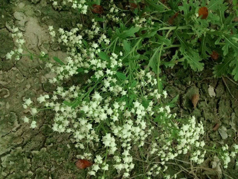 Gray's Feverfew photo 7