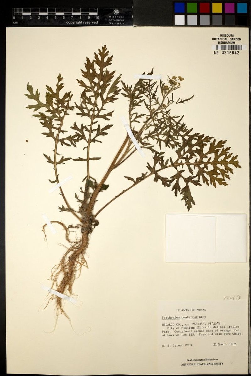 Parthenium confertum var. divaricatum