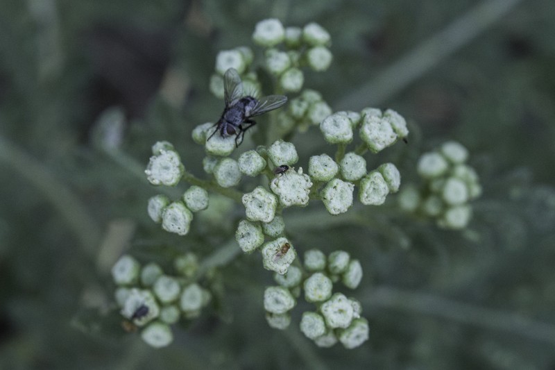 Parthenium confertum var. lyratum