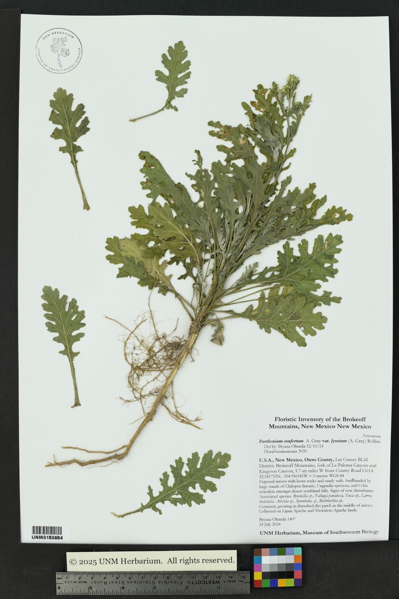 Parthenium confertum var. lyratum photo 2
