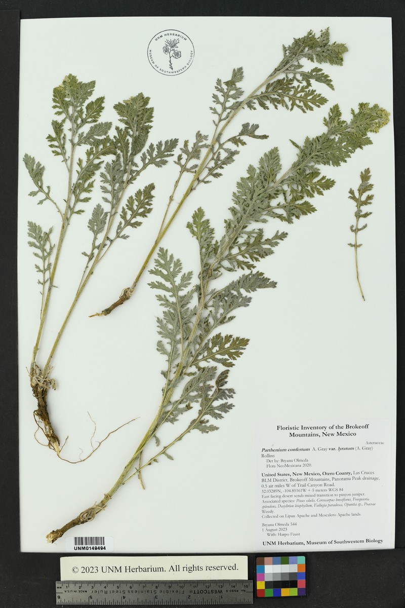 Parthenium confertum var. lyratum photo 3