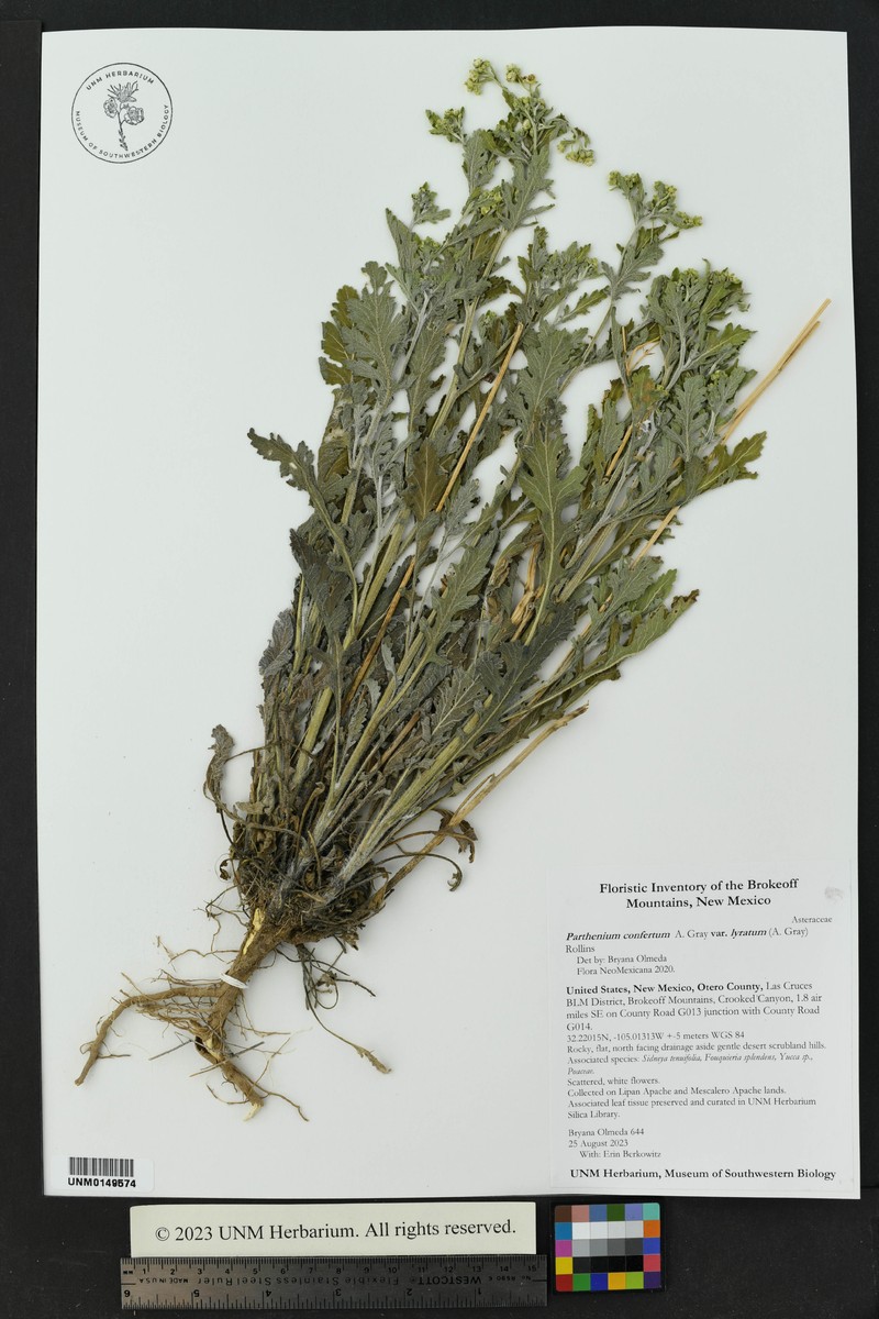 Parthenium confertum var. lyratum photo 4