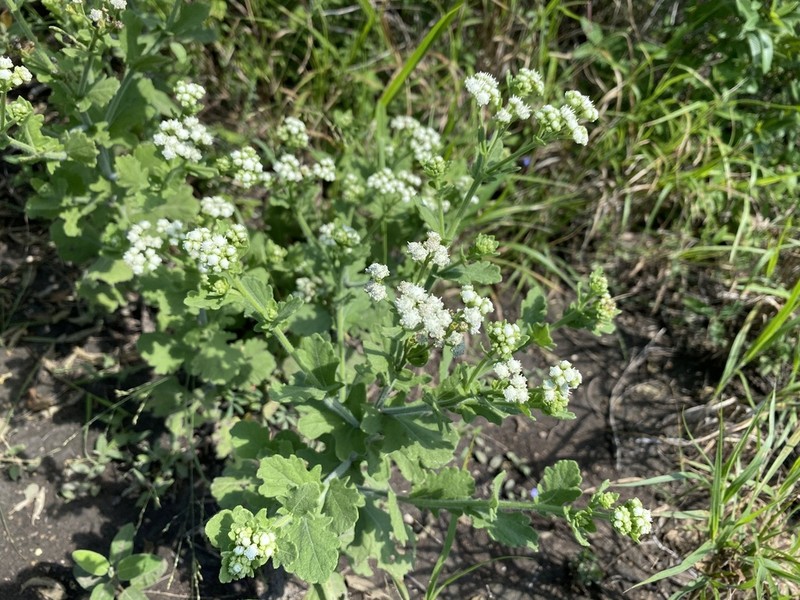 Parthenium densipilum