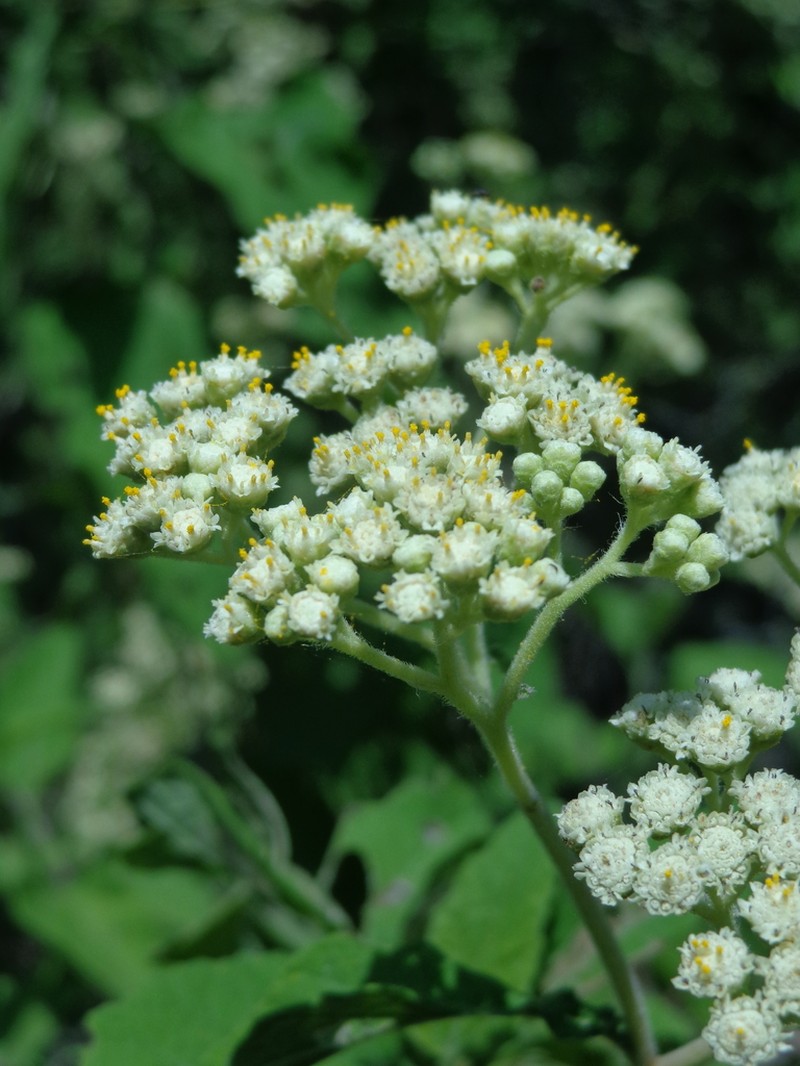 Parthenium fruticosum