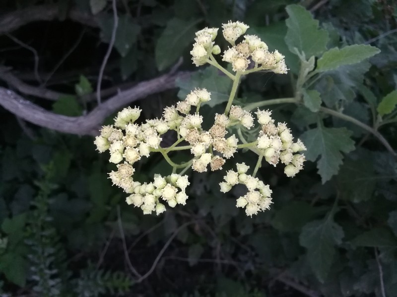 Parthenium fruticosum photo 2