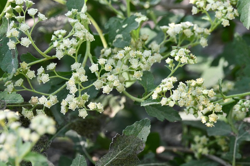 Parthenium fruticosum photo 3