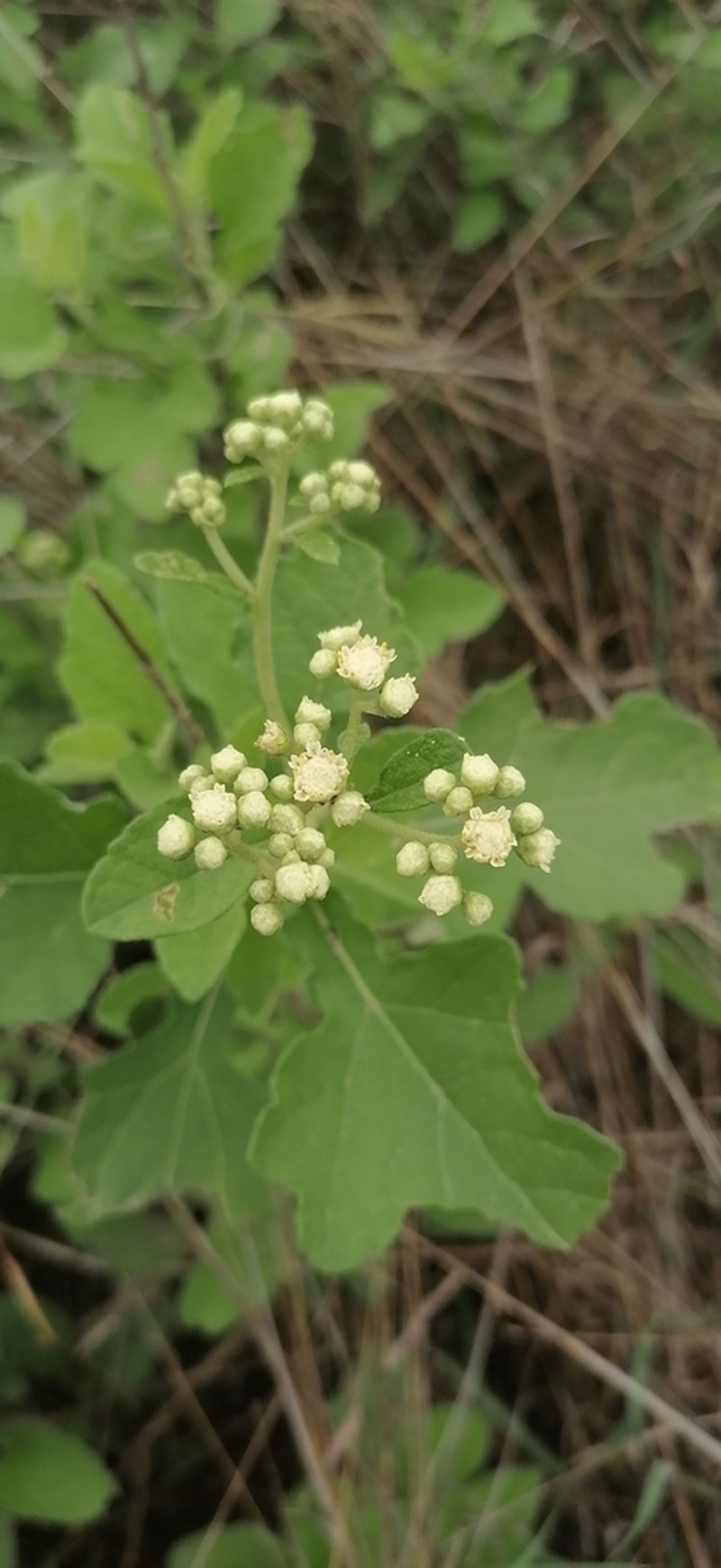 Parthenium fruticosum photo 4