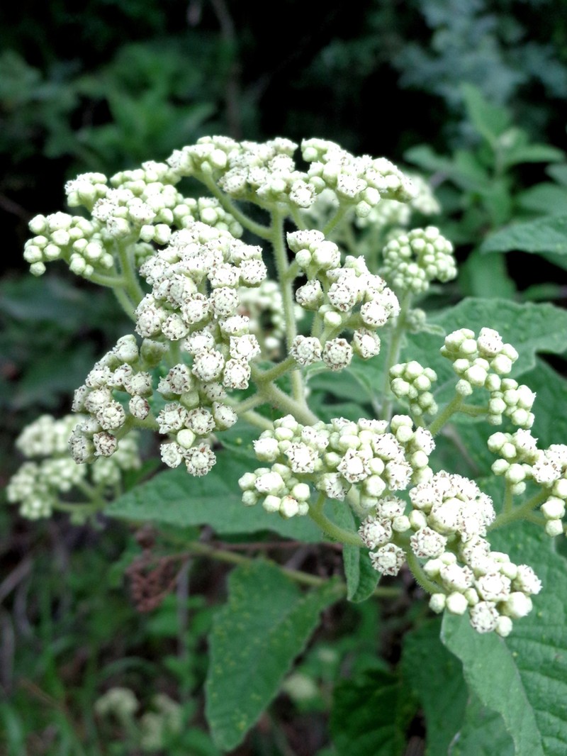 Parthenium fruticosum photo 5