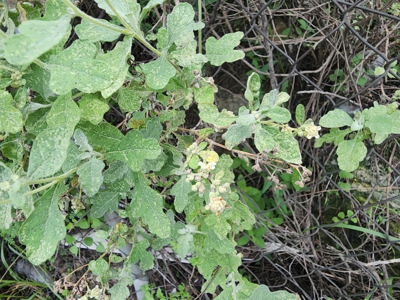 Parthenium fruticosum photo 6