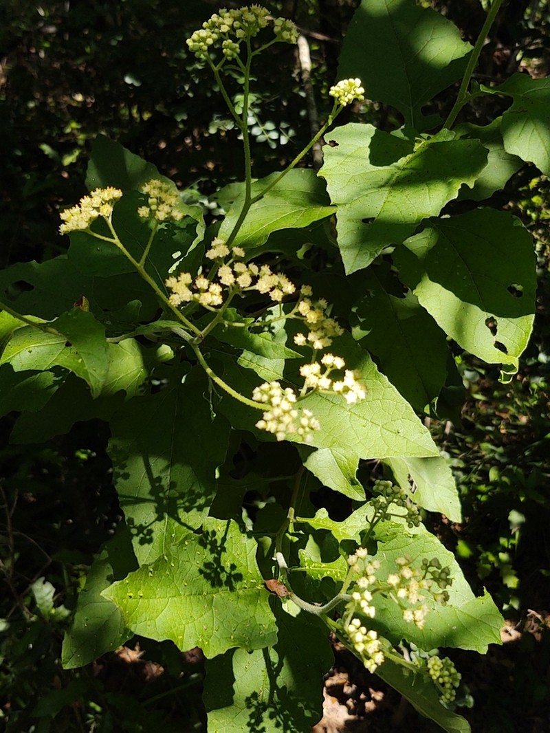 Parthenium fruticosum photo 7