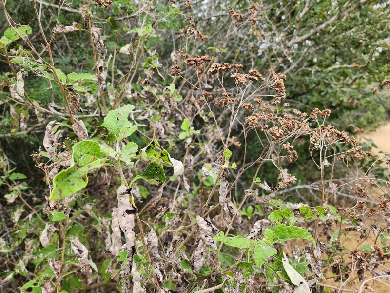 Parthenium fruticosum photo 8