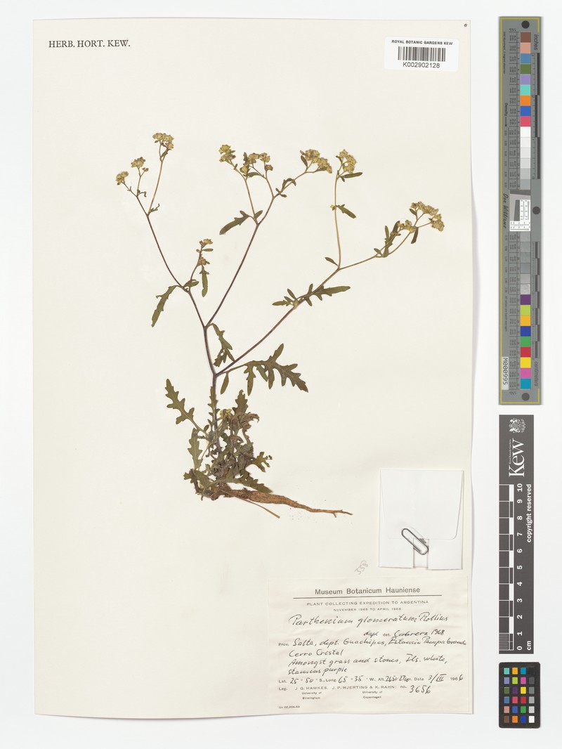 Parthenium glomeratum