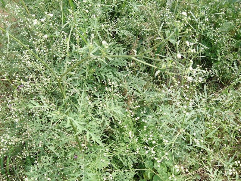 Santa Maria Feverfew photo 2