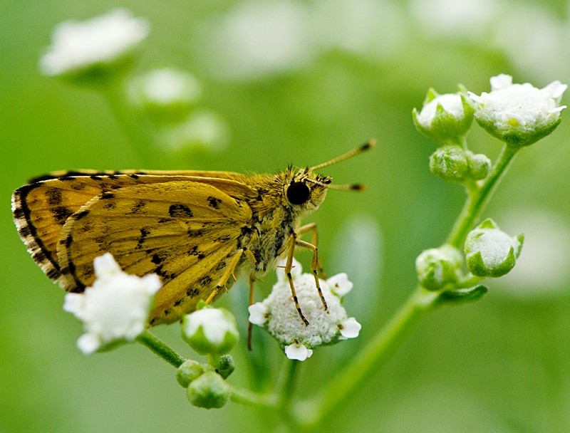 Santa Maria Feverfew photo 3