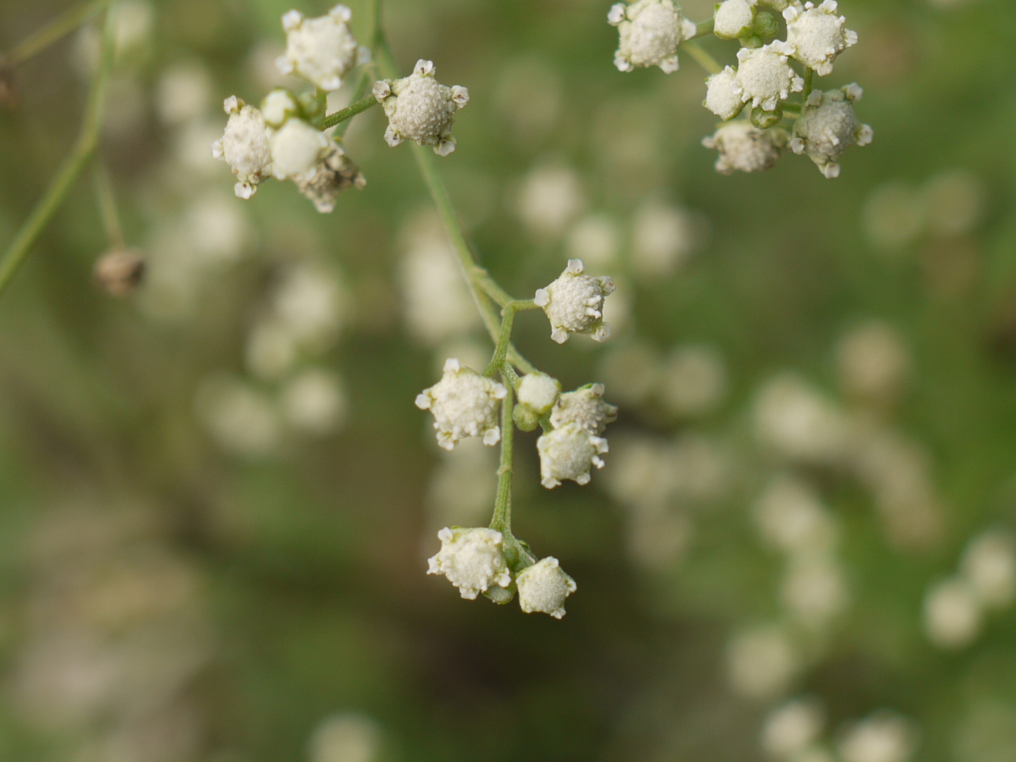 Santa Maria Feverfew photo 4
