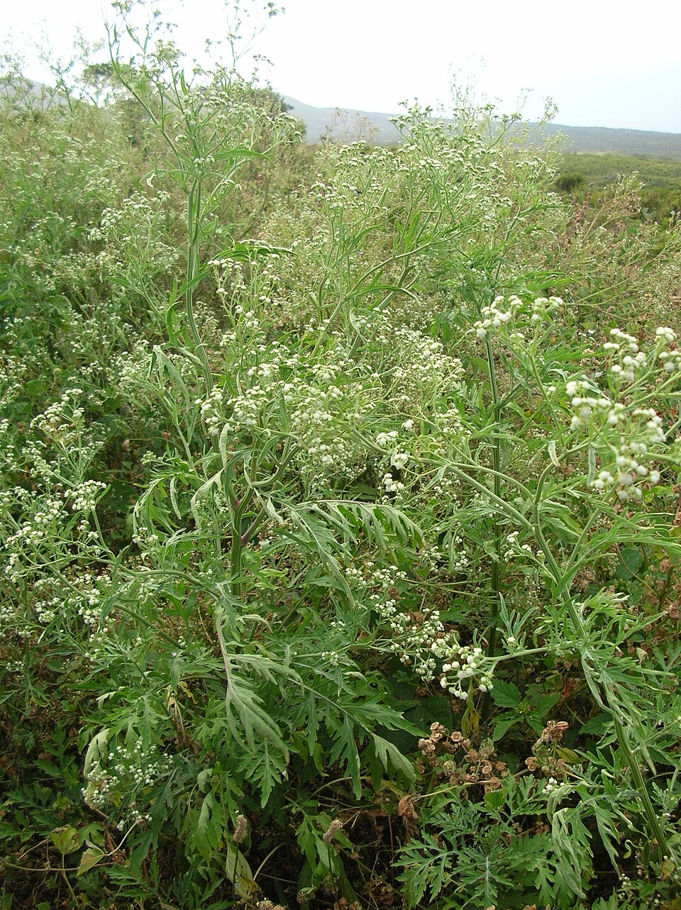 Santa Maria Feverfew photo 6