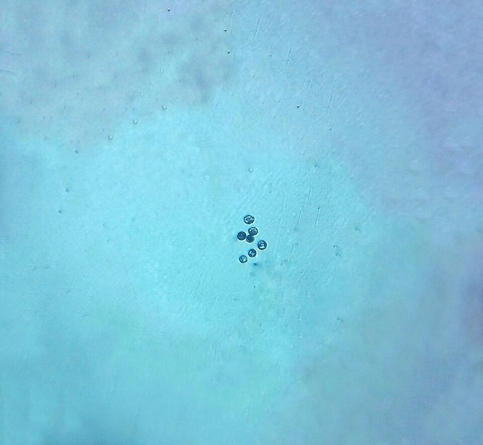 Santa Maria Feverfew photo 7