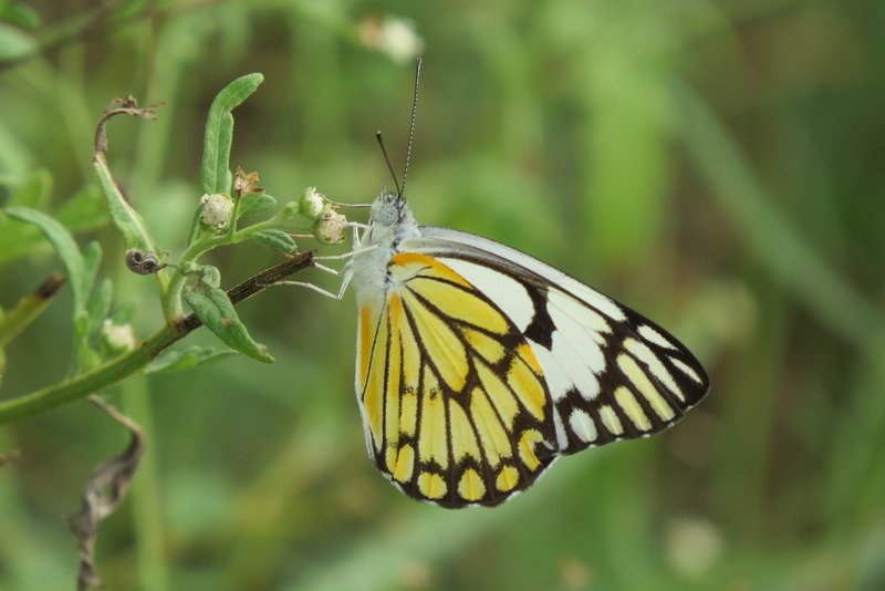 Santa Maria Feverfew photo 8