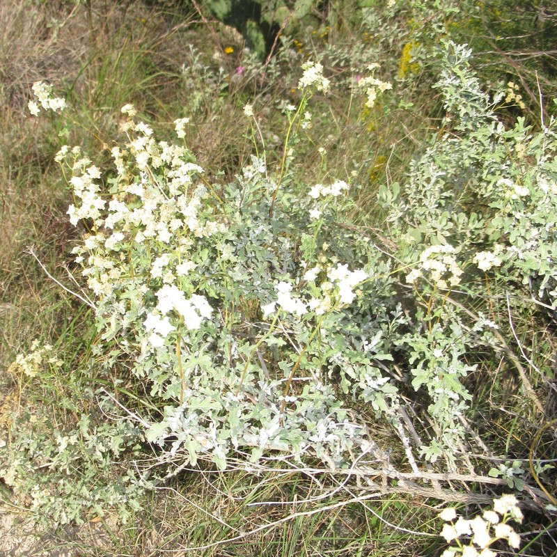 Mariola photo 4
