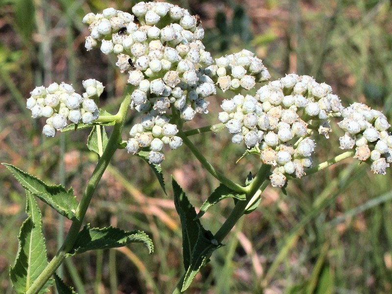 Wild Quinine photo 2