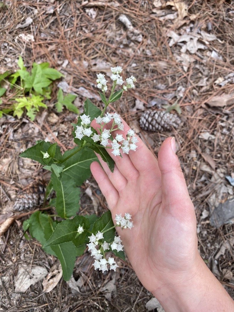 Wild Quinine photo 3
