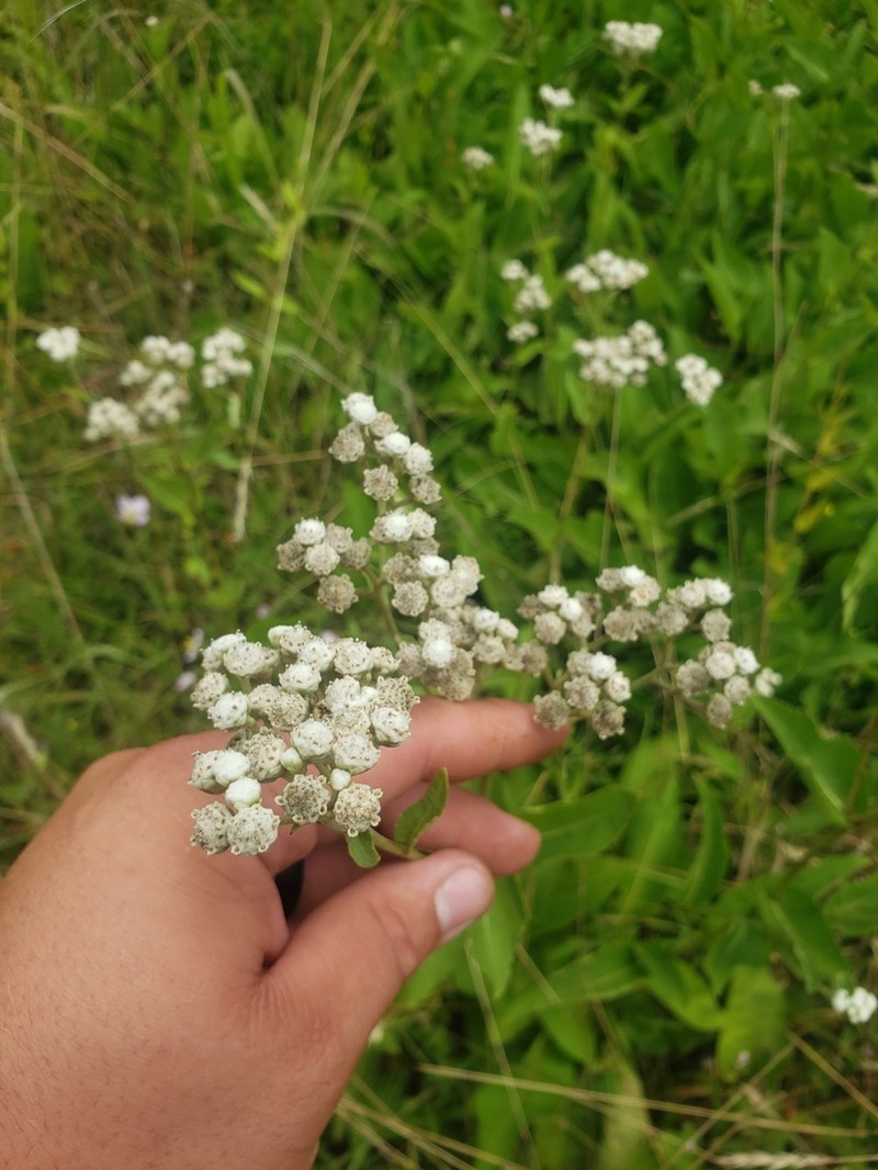 Wild Quinine photo 5