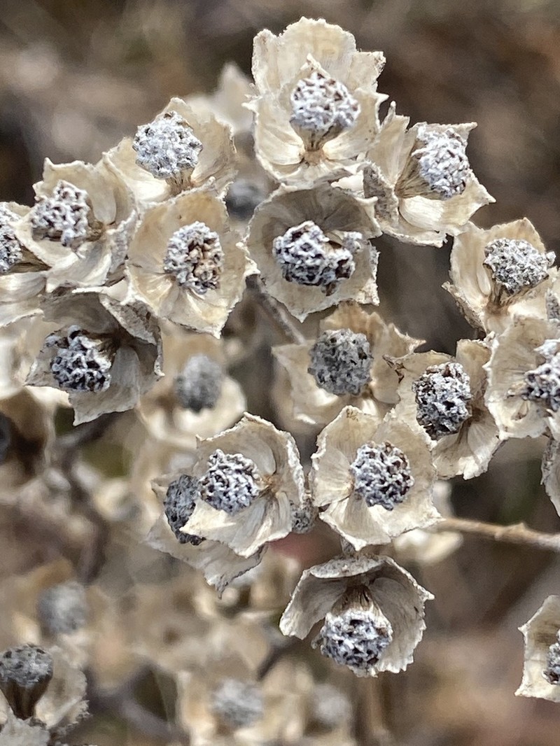 Wild Quinine photo 6