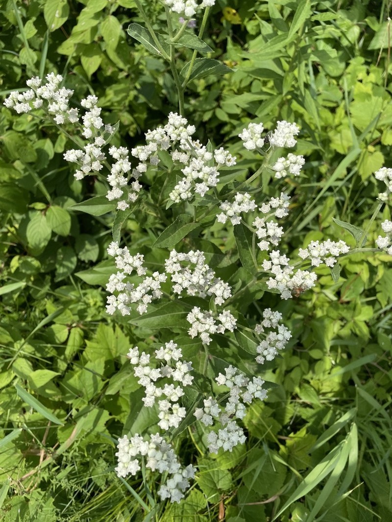 Wild Quinine photo 7