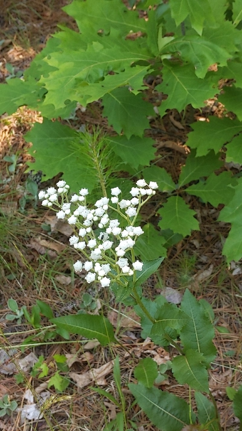 Wild Quinine photo 4